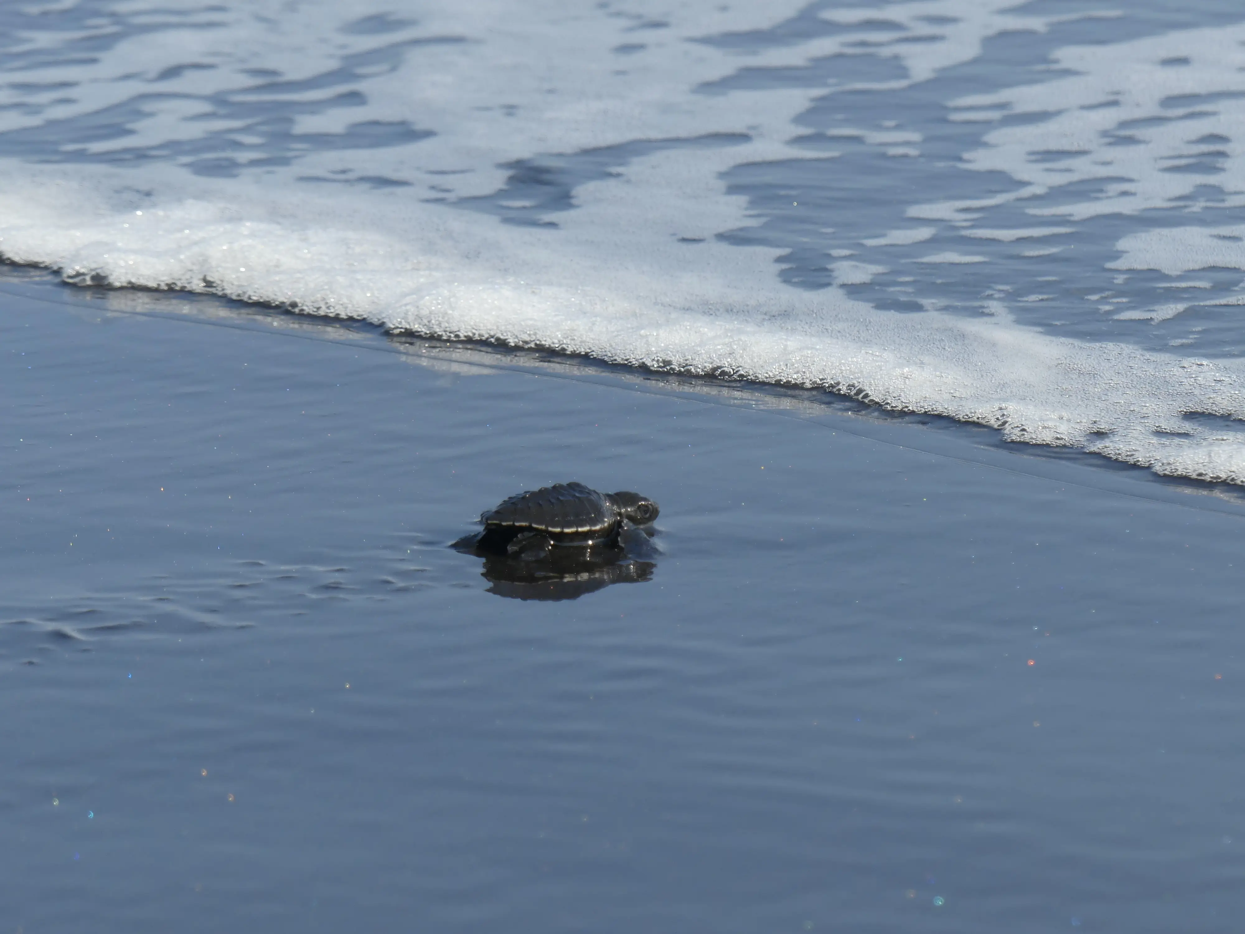 A hatchling Olive Ridley turtle being released from Kelating Beach in Bali