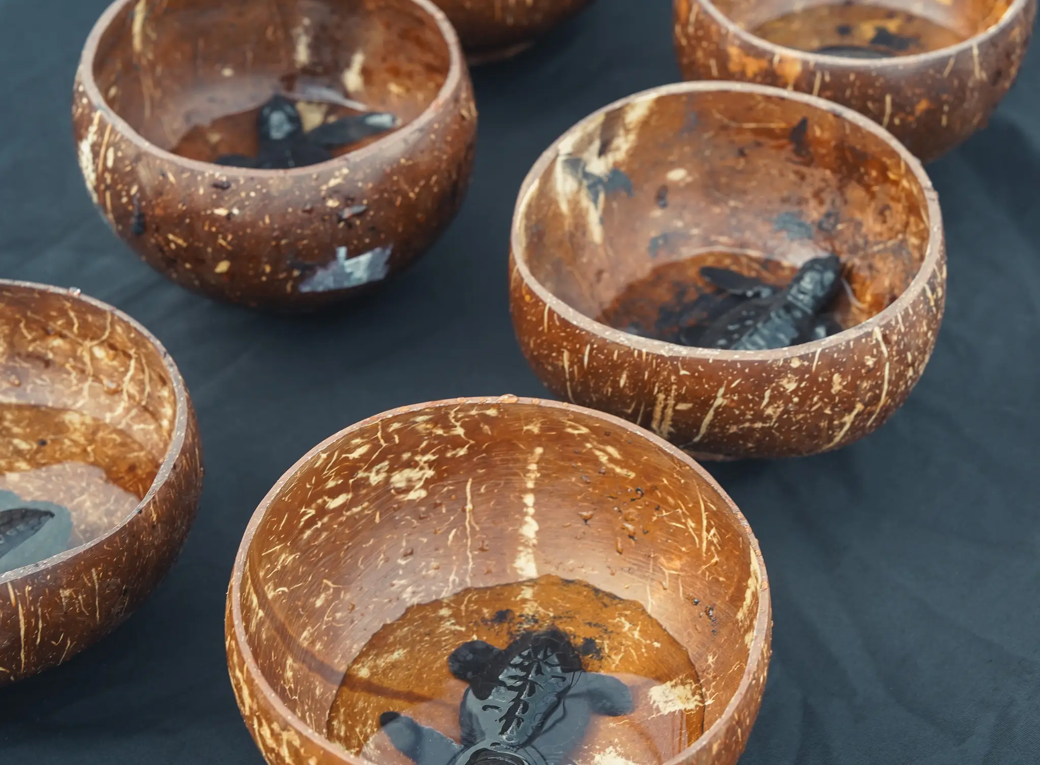 Baby sea turtle hatchlings resting in coconut-shell bowls before release.